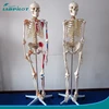 /product-detail/life-size-human-skeleton-skeleton-teaching-model-60564670859.html