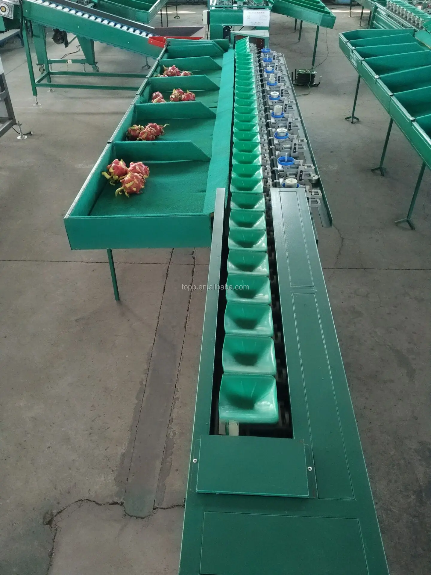自动鸡蛋芒果水果重量分级分级机与喂食输送机