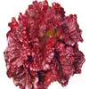 /product-detail/chinese-best-hybrid-f1-red-loose-leaf-lettuce-seeds-for-sale-1476628754.html