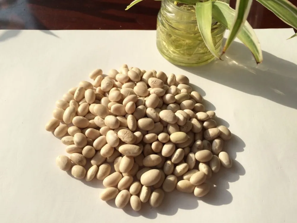 chinese good quality white kidney bean