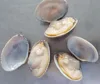 seafood clam