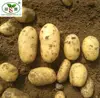 /product-detail/-hot-holland-seed-potato-favored-by-importers-60192259829.html
