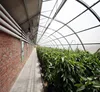 Plastic Film Tunnel Horticultural Green house for farming