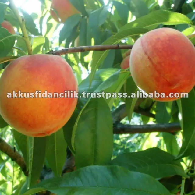peach fruit tree redhaven