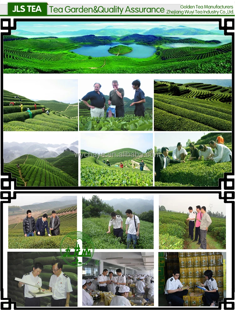 Health Anti Fatigue Jiulongshan Broken 3505 Blended Organic Green Gunpowder Tea