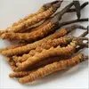 dong chong xia cao good quality cordyceps sinensis / dried cordyceps