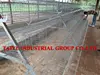Poultry Equipment Automatic Layer Chicken Cage for 2000 Birds