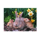 3D Small Animal Picture 3D Animals Picture Moving Rabbit Design