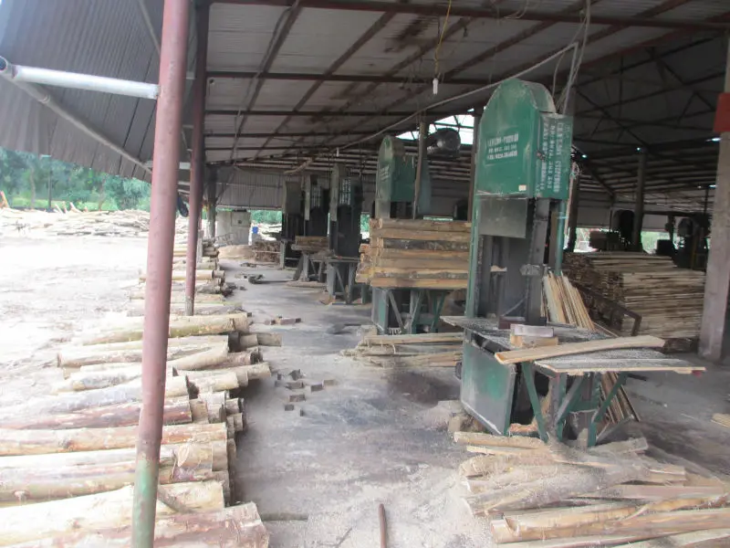 Vietnam Acacia wood logs