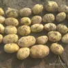 /product-detail/new-crop-fresh-potato-631942005.html