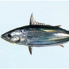 Frozen seafood whole round fresh high quality frozen bonito 200-300g