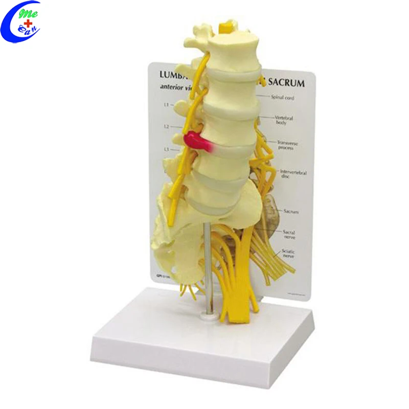 Insan Anatomisi Omurga 3D Modeli