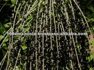 acai na vassourinha.jpg