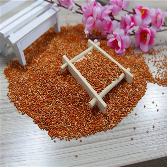 high quality red broom corn proso broomcorm millet