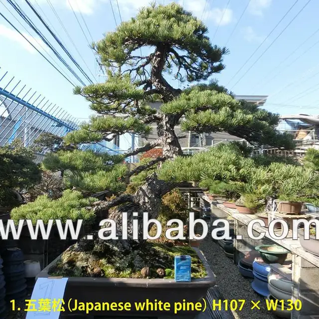 japanese bonsai pine