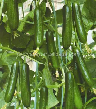 high productive hybrid cucumber seeds for cultivation-rich lord