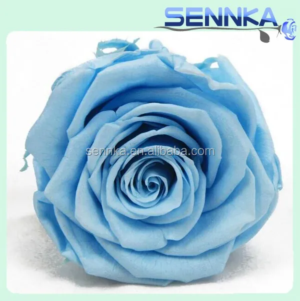 brilliant flower tiffany blue preserved roses specializing in