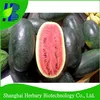 /product-detail/shanghai-herbary-sale-hybrid-black-beauty-water-melon-seeds-for-cultivating-60678764272.html