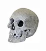 /product-detail/factory-custom-made-best-home-decoration-gift-polyresin-resin-small-resin-skull-60523801375.html