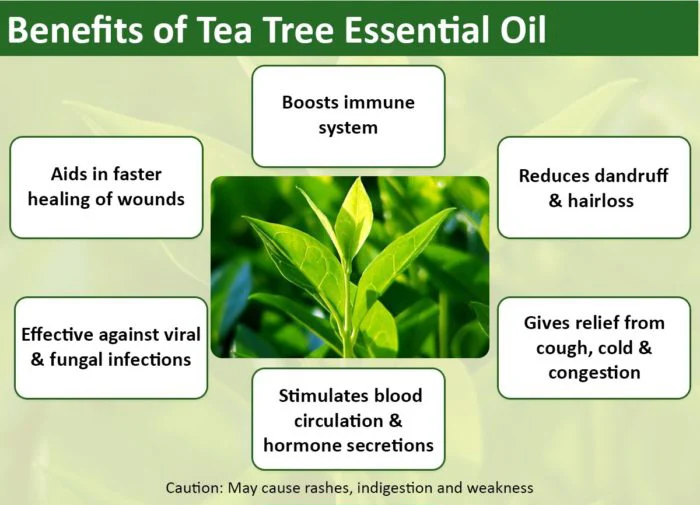 haccp certified organic therapeutic grade pure tea tree oil uses