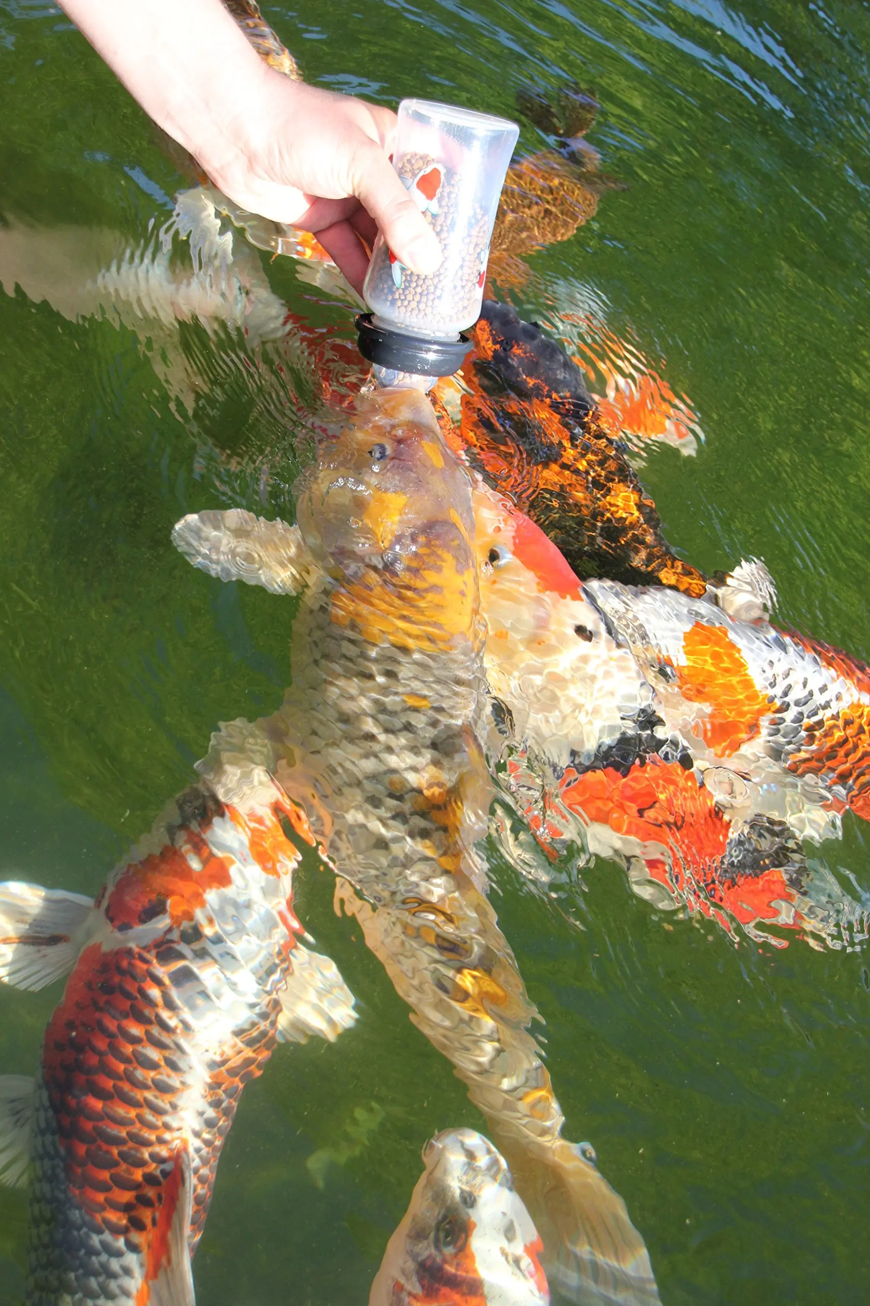 buy pond fish