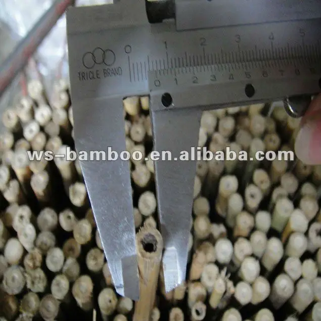 fishing long ans straight bamboo poles