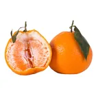 Fresh Spring Citrus fruit Orange from China