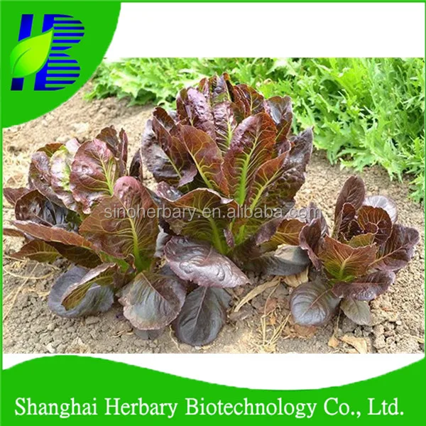 red lettuce seed