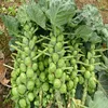 /product-detail/gan-lan-zhong-zi-fresh-vegetables-broccoli-seed-hybrid-vegetable-seeds-60319071147.html