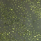 100% Polyester Sequin Fabric Polyester 20d Shiny Sequin Polyester Tulle Fabric For Wedding Decorations