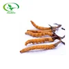 /product-detail/cordycepspolysacchride-chinese-caterpillar-fungus-cordyceps-572527967.html