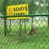 Professional Wild Zoo Fence Mesh