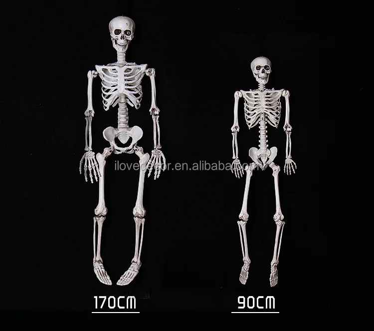 5 Feet Halloween Prop Life Size Skull Skeleton Haunted House Decoration Halloween Skeleton, High Quality Halloween Skeleton,Life Size Skeleton Skull,Skull Home Decor