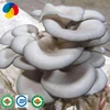 /product-detail/cultivating-fresh-oyster-mushroom-spawn-grow-kit-60761041845.html
