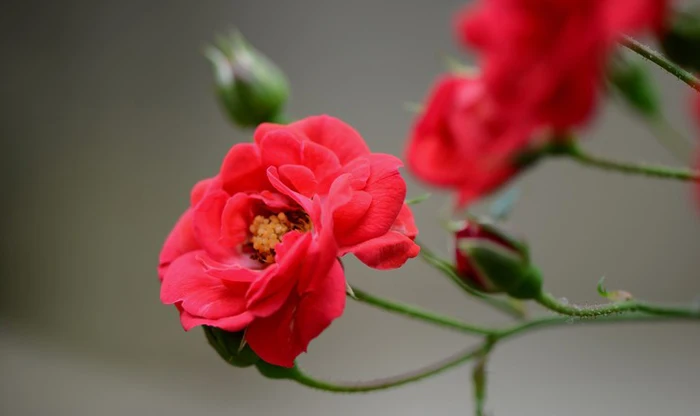 rose flower