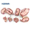 8 parts Embryo Anatomicla Model, Embryonic development 8 stages Model