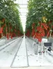 /product-detail/turnkey-horticultural-venlo-polycarbonate-greenhouse-with-hydroponics-system-growing-tomato-manufacturer-60838686128.html