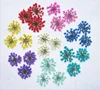 Nail Accessories and Tools Real Dried Pressed Flower, Lace Flower