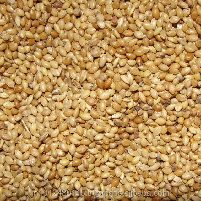 foxtail millet,kodomillet best quality machine cleaned foxtail millet indian origin