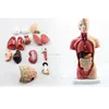 Laboratory Anatomical Model Of Human Trunk In Visceral Organs With Heart System Structure
