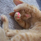 NEW blister package Antiscratch Silicone Soft Cat Nail Caps/cat Claw Cover /Nail Protector With Free Glue