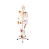 /product-detail/h-11102-1-180cm-human-skeleton-with-painted-muscle-and-ligament-model-60307061182.html