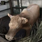 Life Size Resin Cow Fiberglass Animal Statue For Sale