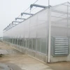 The Cheapest Hot Sale Agricultural/Commercial Plastic Greenhouse