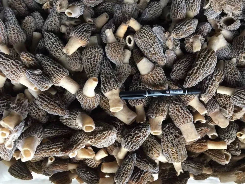 price of fresh morel mushroom for sale