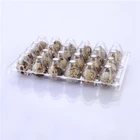 Free Samples 12 24 plastic quail egg cartons top quality quail egg tray packaging box