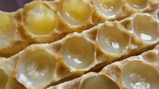 Royal_jelly_3478.jpg