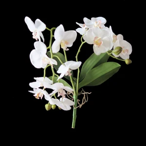 orchid flower price