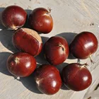 high quality new crop fresh hebei chestnut