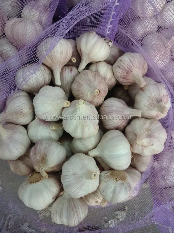 shandong normal white garlic